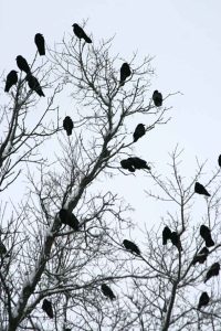 1-1-13-american-crows-img_4589